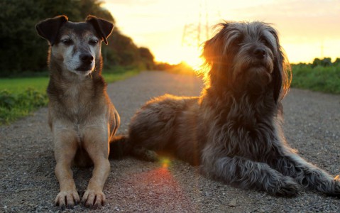 Lonny und Milla im Sonnenuntergang