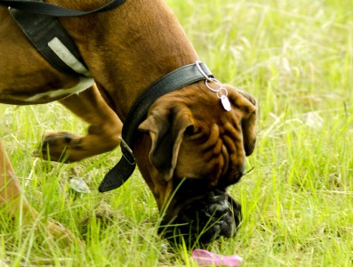 Hundeschule Termine - NEU: Schnüffelkurs für Hunde in Dortmund