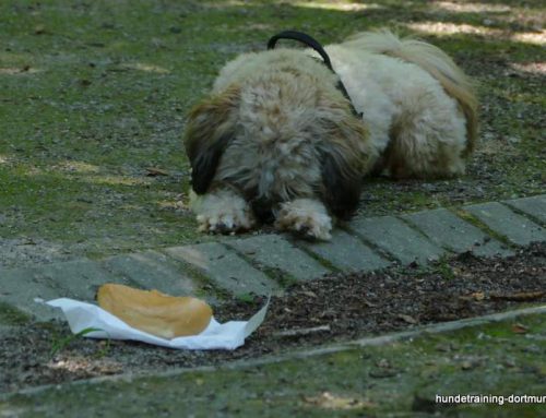 Hunde beschäftigen „Indoorspaß“ Zuhause Hundetraining Dortmund